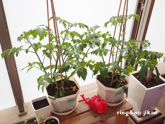 f:id:ringo_co:20200510231614j:plain f:id:ringo_co:20200510231614j:plain