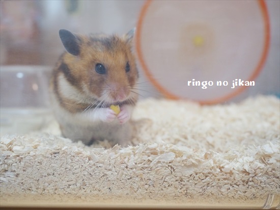 f:id:ringo_co:20200727094638j:plain