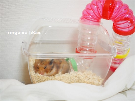 f:id:ringo_co:20200727094640j:plain