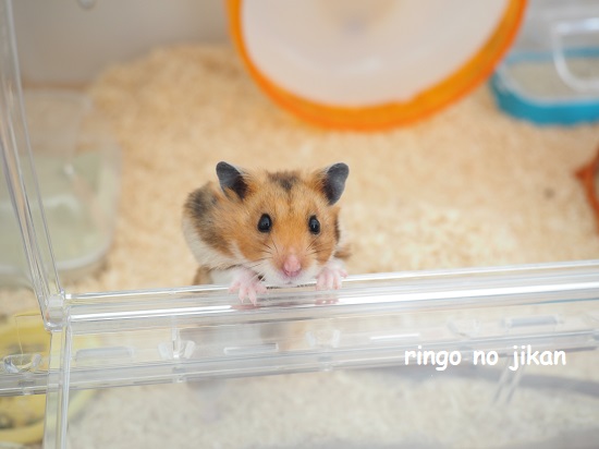 f:id:ringo_co:20210415224230j:plain