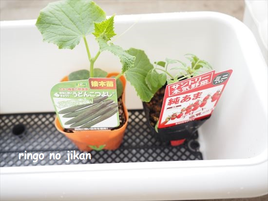 f:id:ringo_co:20210503002512j:plain