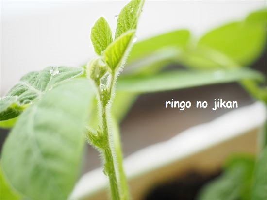 f:id:ringo_co:20210517133628j:plain