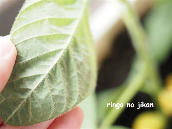f:id:ringo_co:20210517133716j:plain