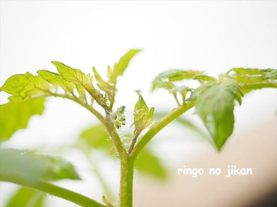 f:id:ringo_co:20210517134156j:plain