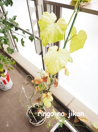 f:id:ringo_co:20210623133840j:plain