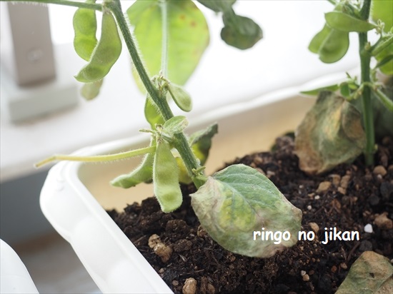 f:id:ringo_co:20210623134110j:plain