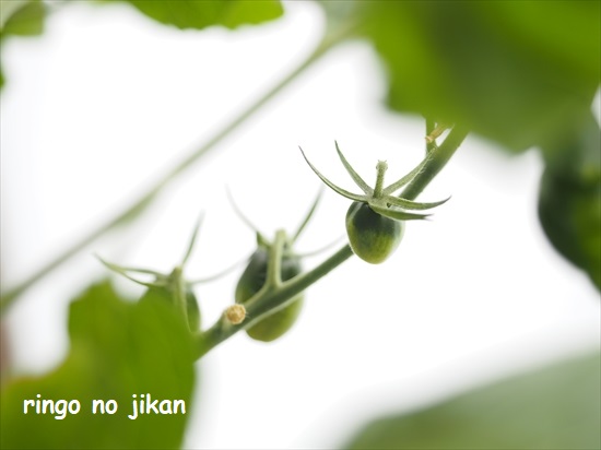 f:id:ringo_co:20210623134605j:plain