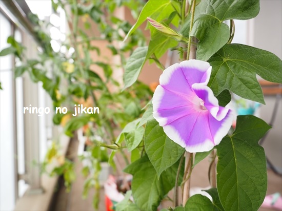f:id:ringo_co:20210623134823j:plain