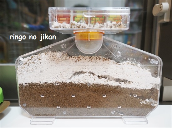 f:id:ringo_co:20210801220206j:plain