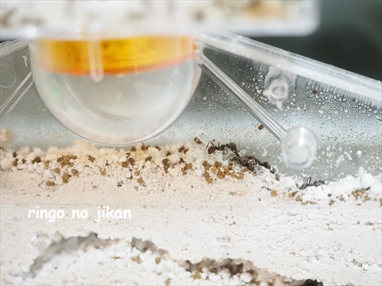 f:id:ringo_co:20210801220332j:plain