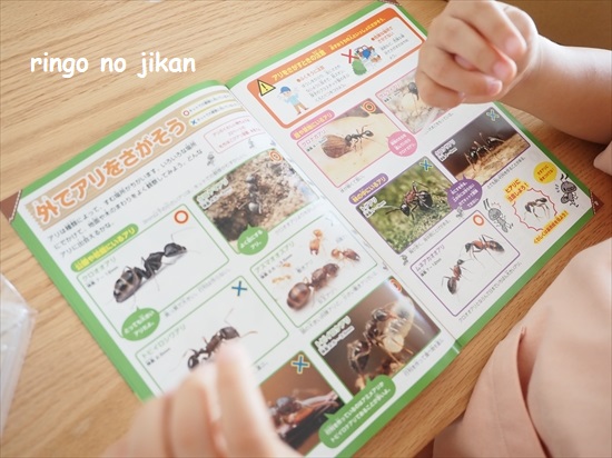 f:id:ringo_co:20210801220453j:plain