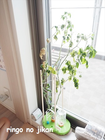 f:id:ringo_co:20210901220445j:plain