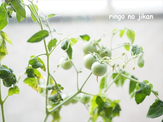 f:id:ringo_co:20210901221304j:plain