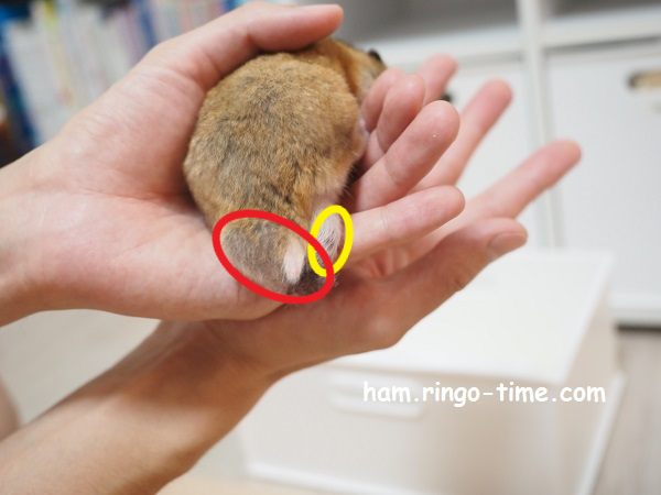 f:id:ringo_co:20210921223749p:plain