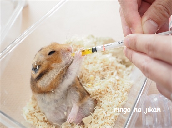 f:id:ringo_co:20210929223621j:plain