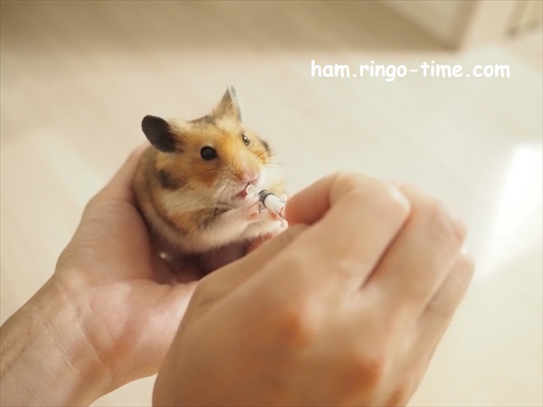 f:id:ringo_co:20210929233123j:plain