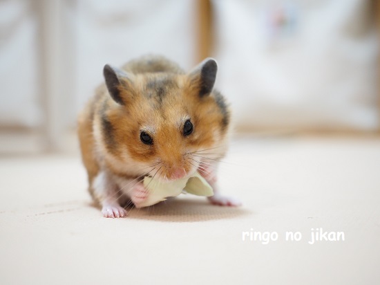 f:id:ringo_co:20211029132812j:plain