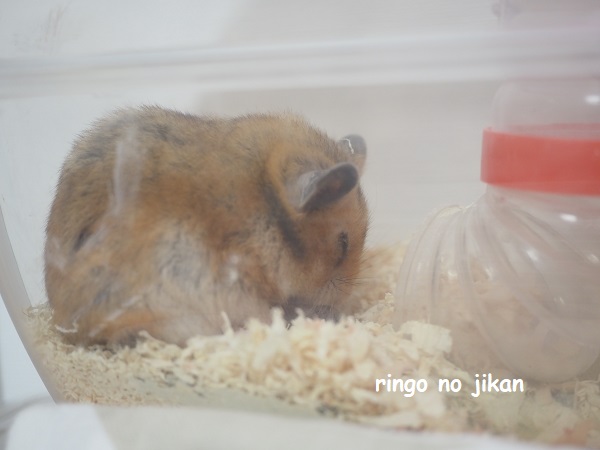 f:id:ringo_co:20211231221901j:plain