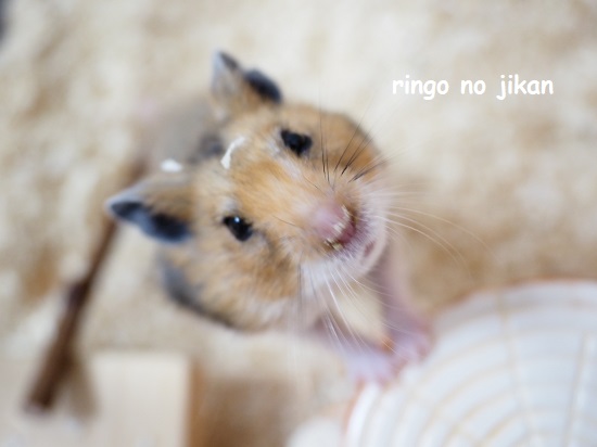 f:id:ringo_co:20211231222122j:plain