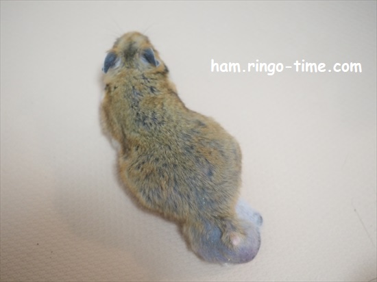 f:id:ringo_co:20220201133032j:plain