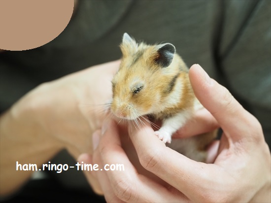 f:id:ringo_co:20220201133224j:plain