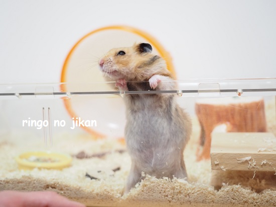 f:id:ringo_co:20220401220004j:plain