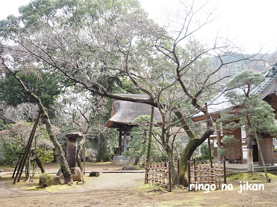 f:id:ringo_co:20220418143612j:plain