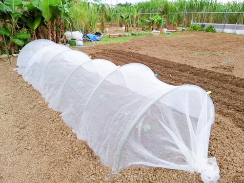 畑の防虫ネット