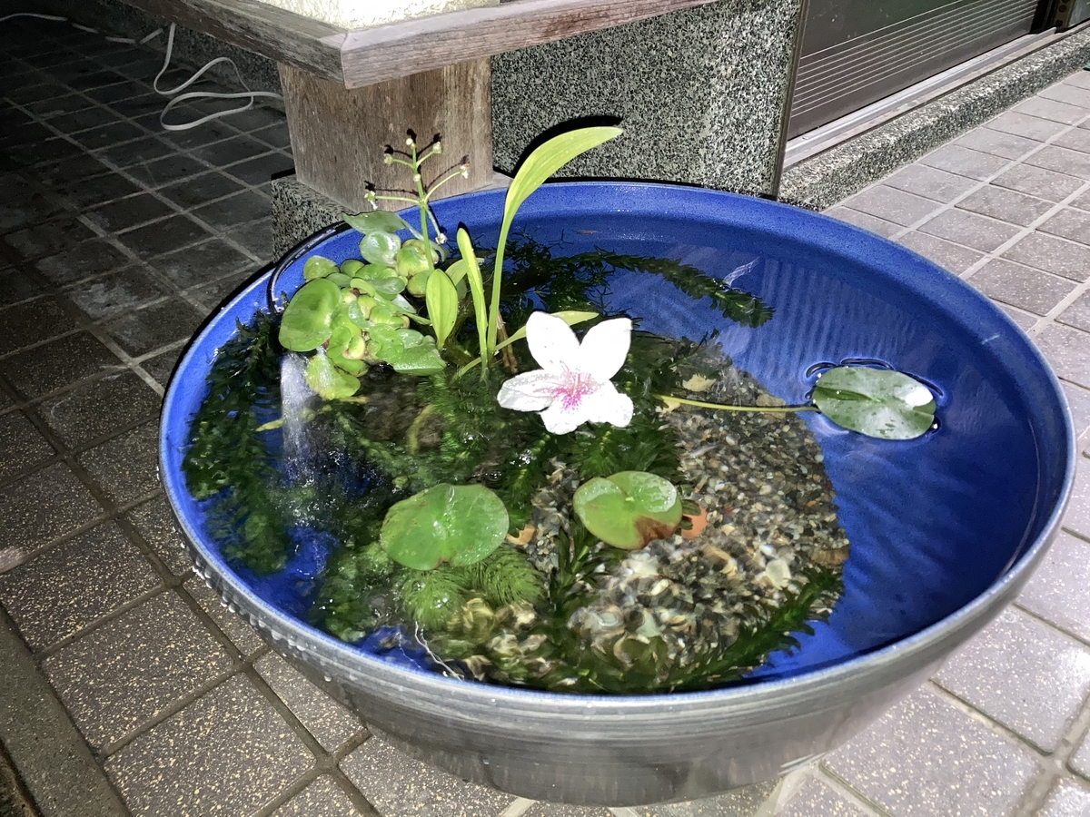 f:id:ringomugi:20210429235458j:plain
