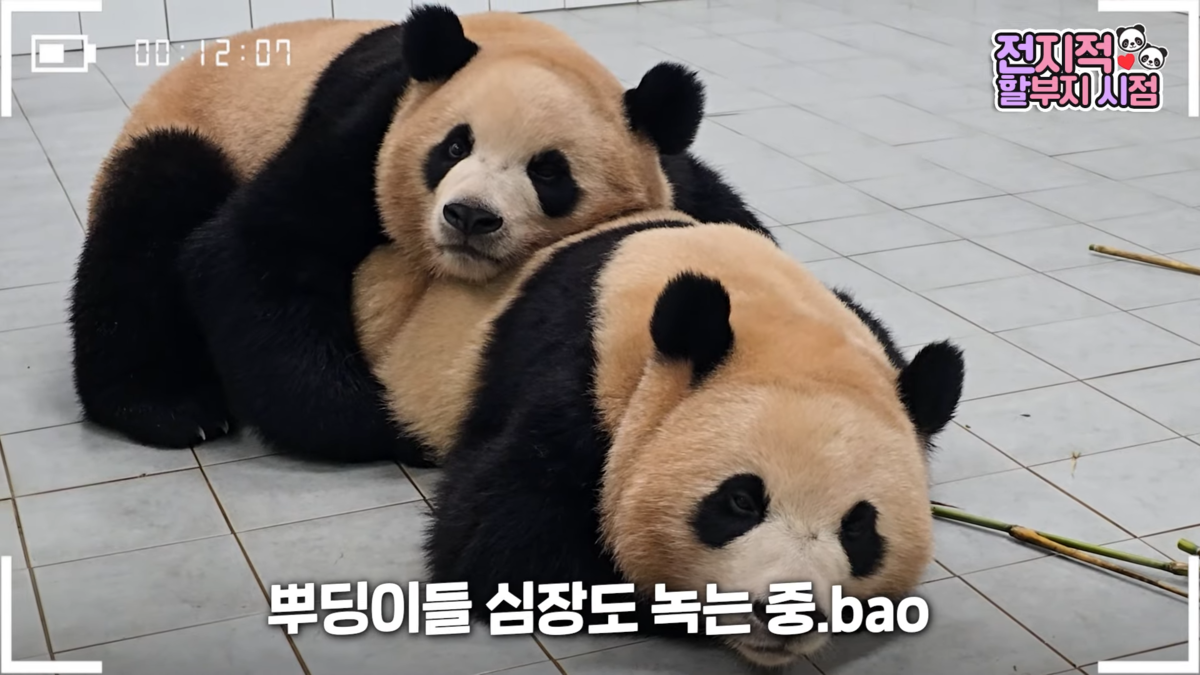 韓国のパンダ