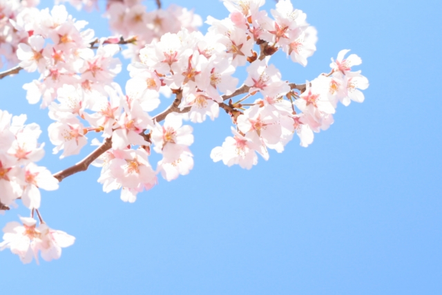 f:id:ringosakana:20210318205333j:plain