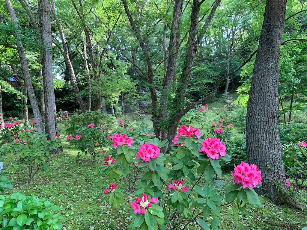 f:id:ringosakana:20210511081333j:plain