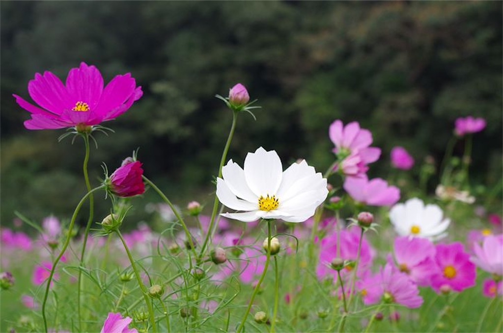 f:id:rinjiku:20201118210918j:image