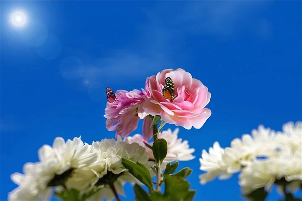 f:id:rinjiku:20220320191525j:image
