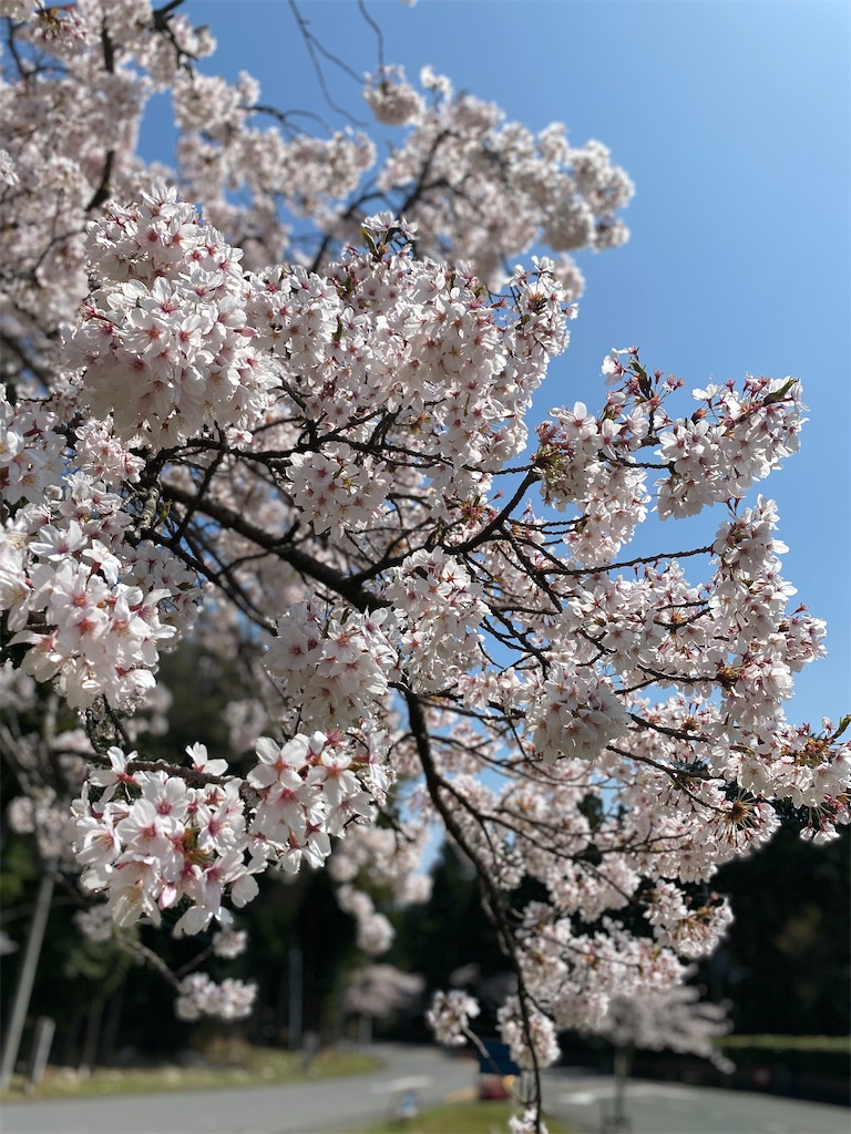 f:id:rinjiku:20220410204041j:image