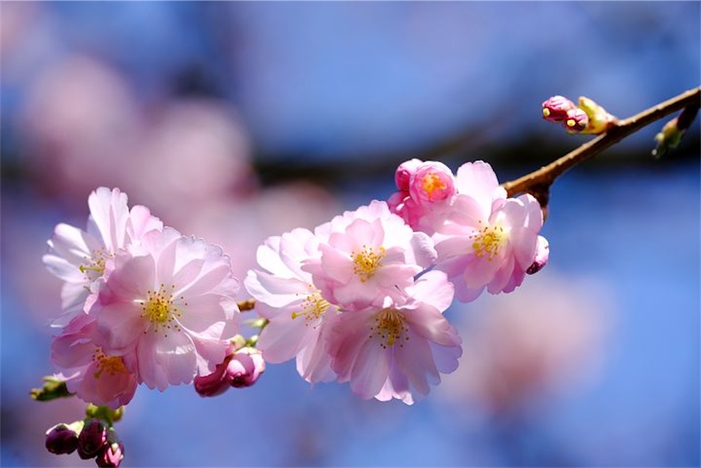 f:id:rinjiku:20230402214042j:image