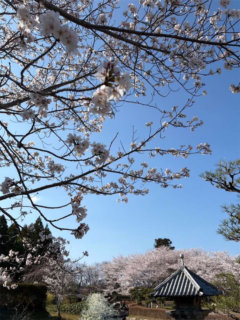 f:id:rinjiku:20260406192336j:image f:id:rinjiku:20260406192336j:image