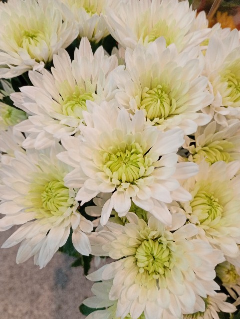 f:id:rinmama3:20251101104845j:image