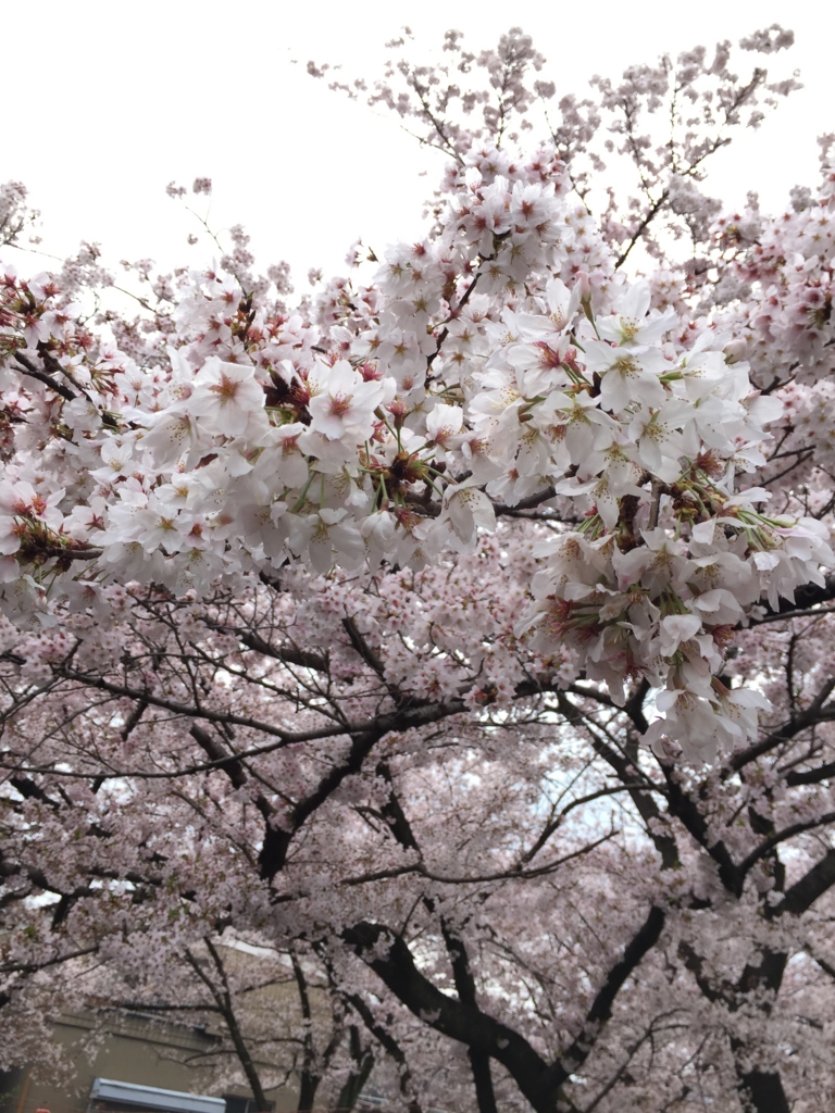  新河岸川の桜