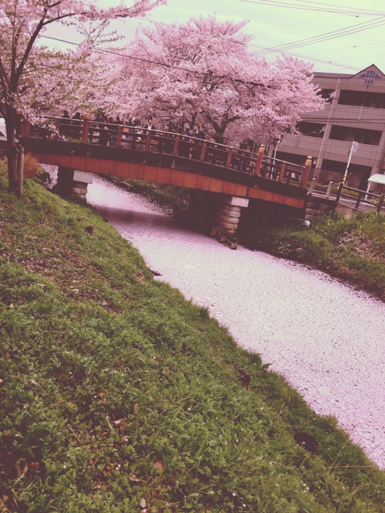 新河岸川の桜 新河岸川の桜
