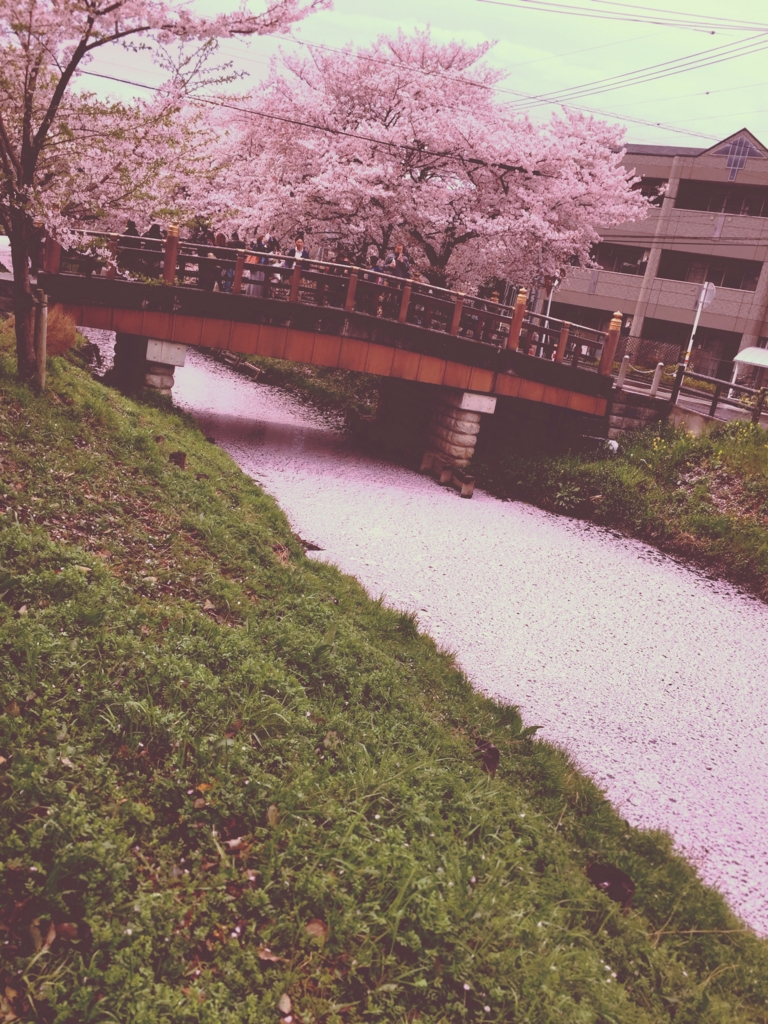  新河岸川の桜