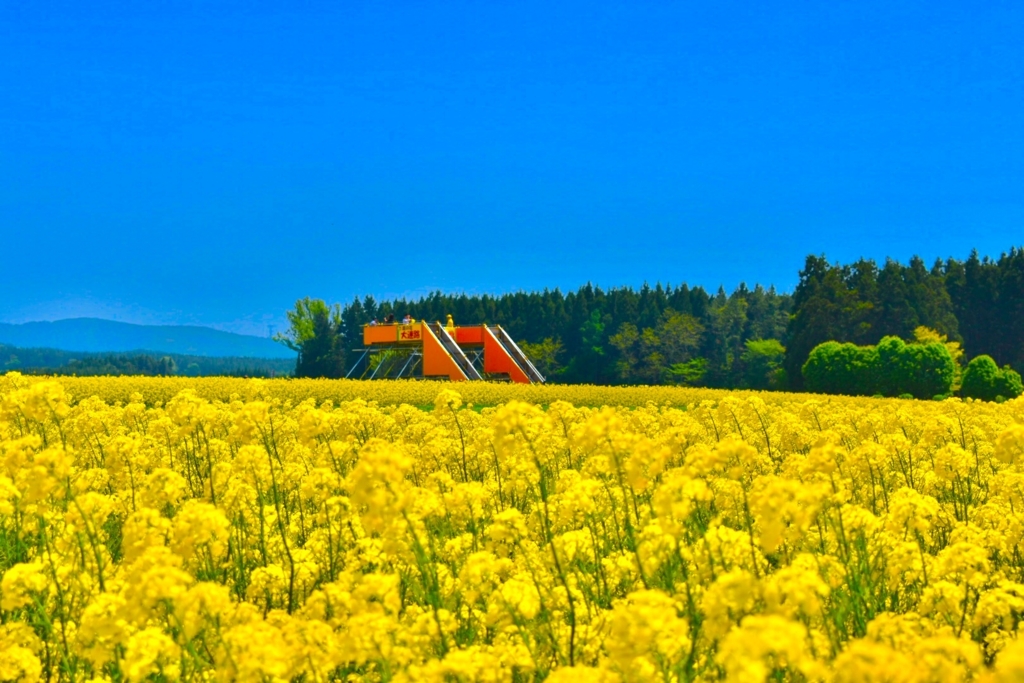 CLANNAD 菜の花フェスティバル CLANNAD 菜の花フェスティバル
