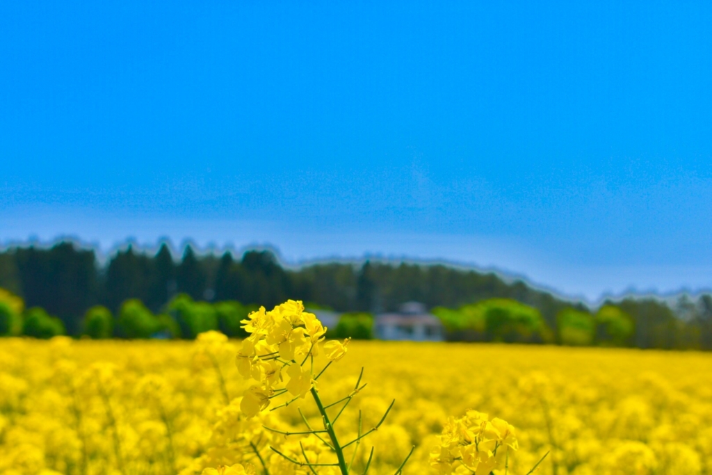 CLANNAD　菜の花フェスティバル