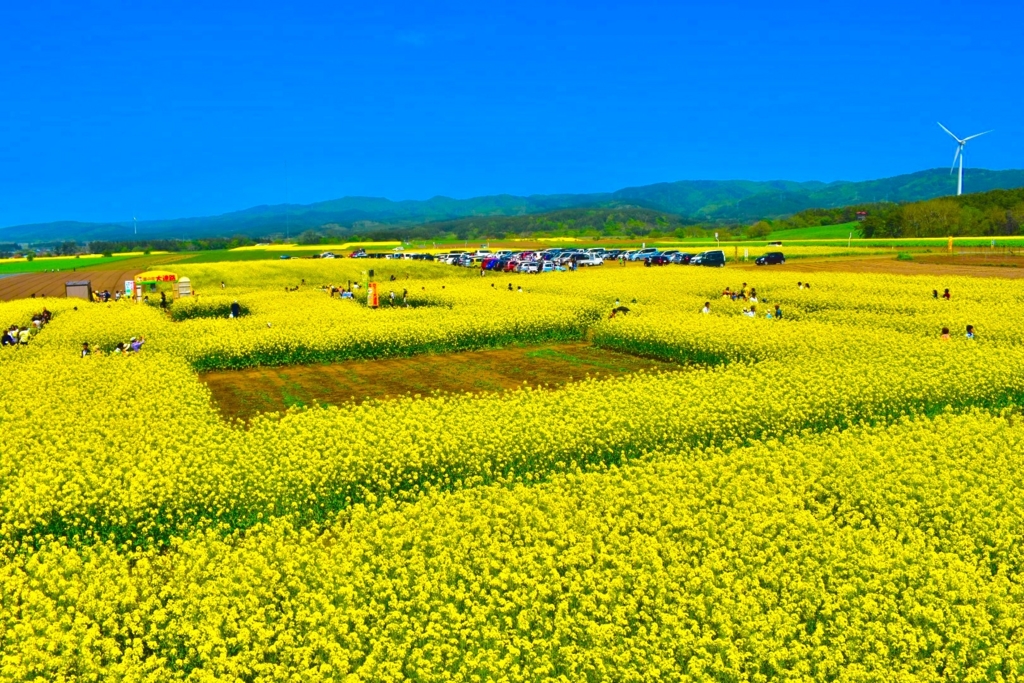CLANNAD 菜の花フェスティバル CLANNAD 菜の花フェスティバル