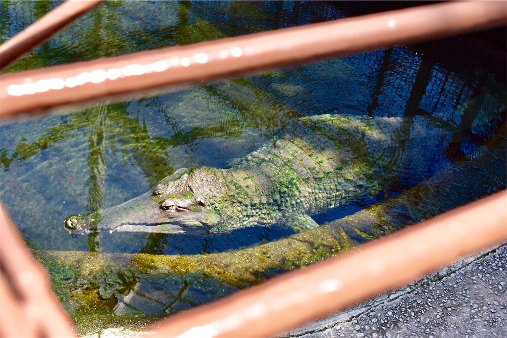 熱川バナナワ二園 【本園】