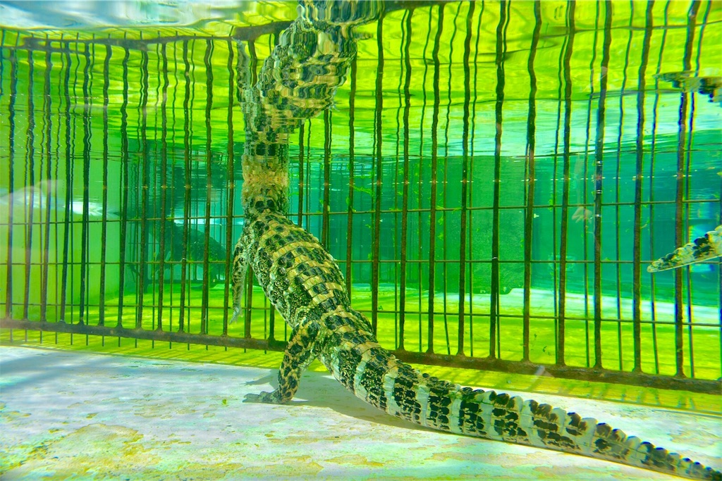 熱川バナナワ二園 【本園】 熱川バナナワ二園 【本園】