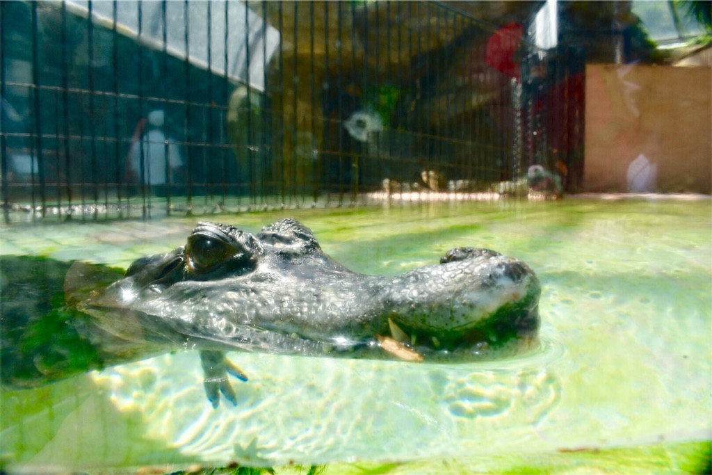 熱川バナナワ二園 【本園】