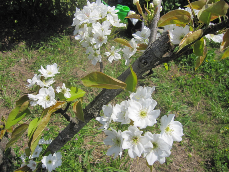 f:id:rinngonotane:20170417210124j:image:w360