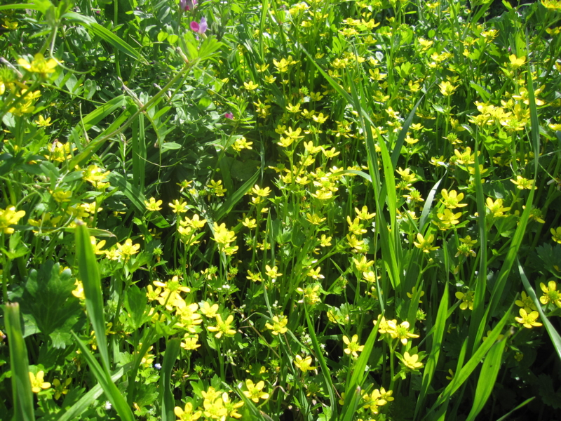 f:id:rinngonotane:20170417210125j:image:w360