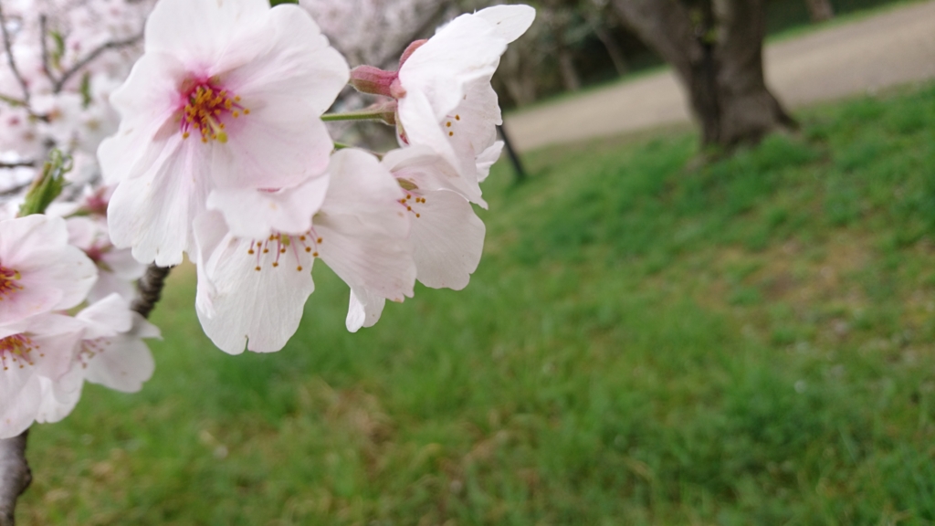 f:id:rinngotoaomusi:20170410124328j:plain f:id:rinngotoaomusi:20170410124328j:plain